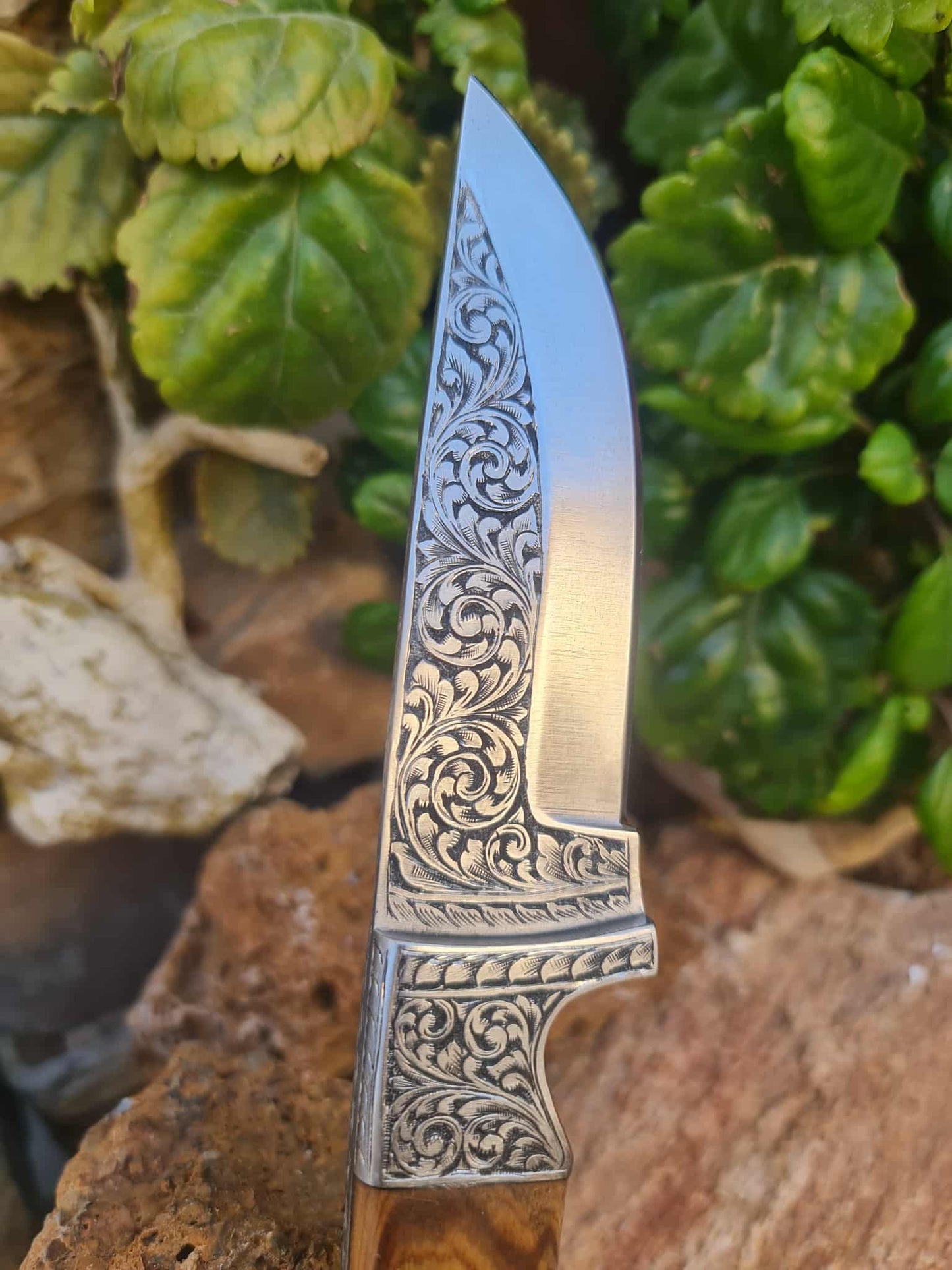 Handmade 23cm Exclusive Hunting Knife with Stainless Steel with Master Hand-Engraved & Olive wood