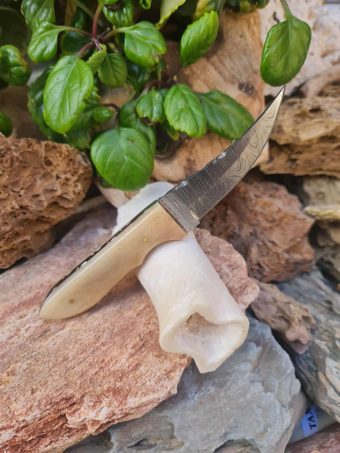 Handmade 21cm Hunting Knife with Damascus Steel & Camel bone