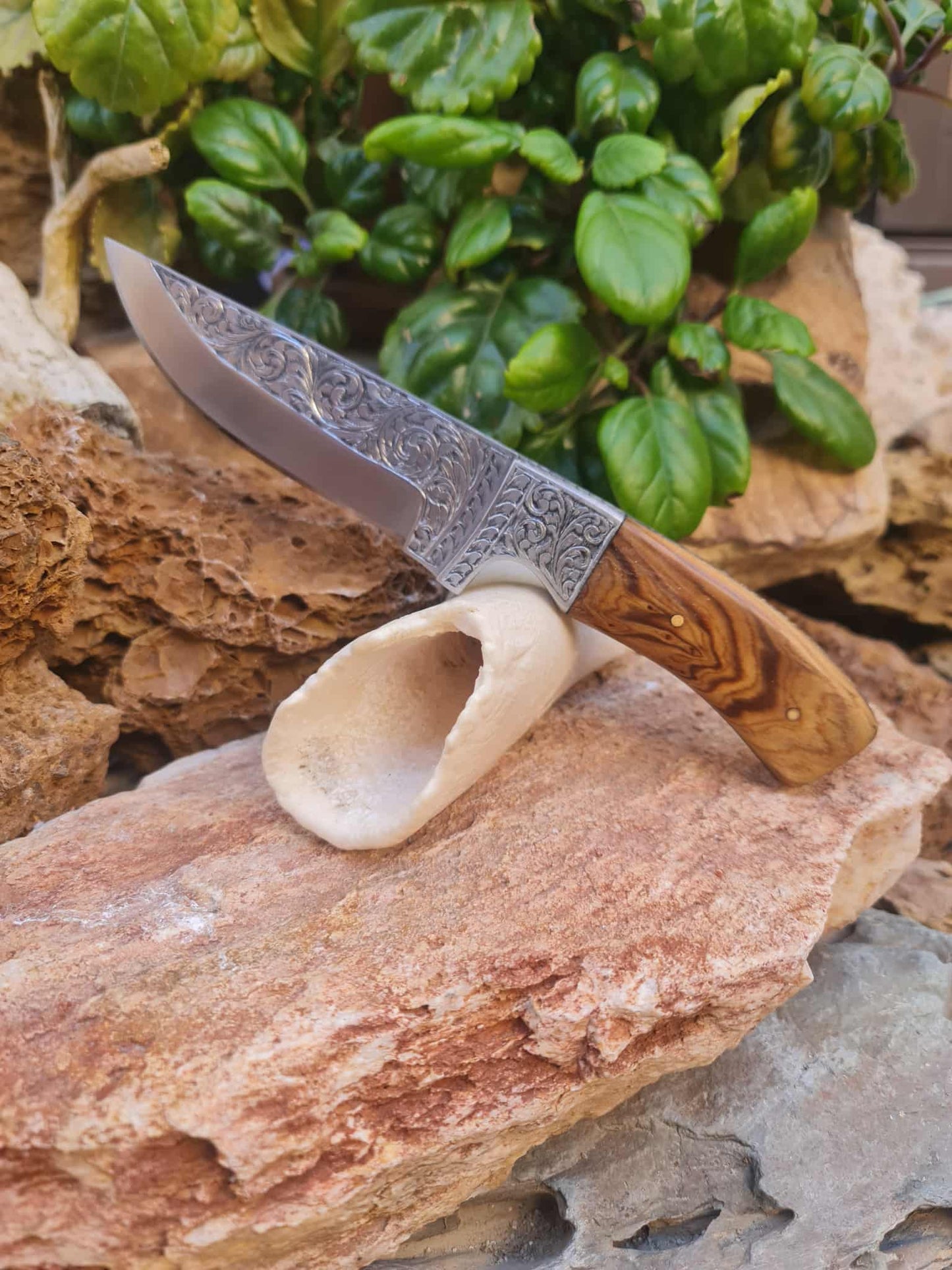 Handmade 23cm Exclusive Hunting Knife with Stainless Steel with Master Hand-Engraved & Olive wood