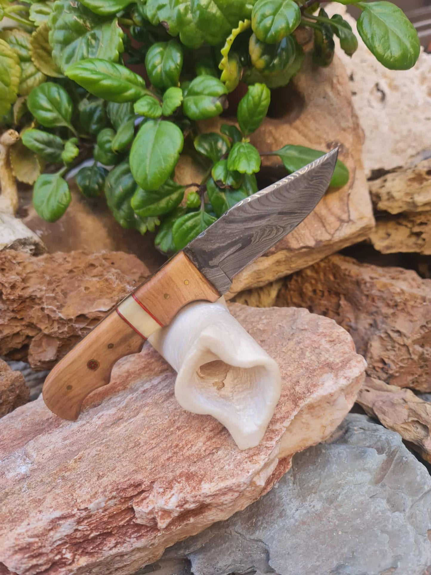 Handmade 22cm Hunting Knife with Damascus Steel - Olive wood & Camel bone