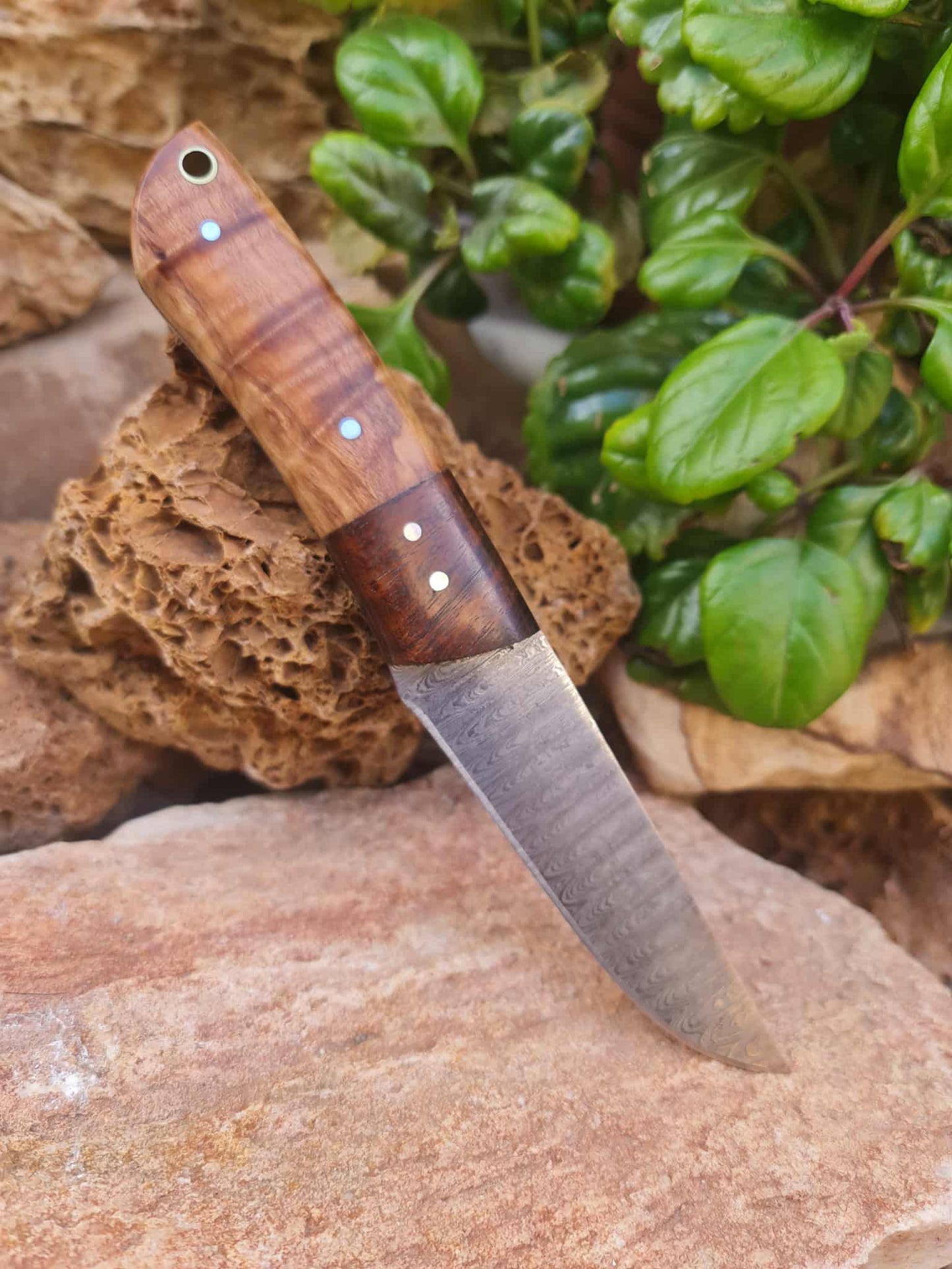 Handmade 22cm Bushcraft Knife with Damascus Steel - Olivewood & Rosewood