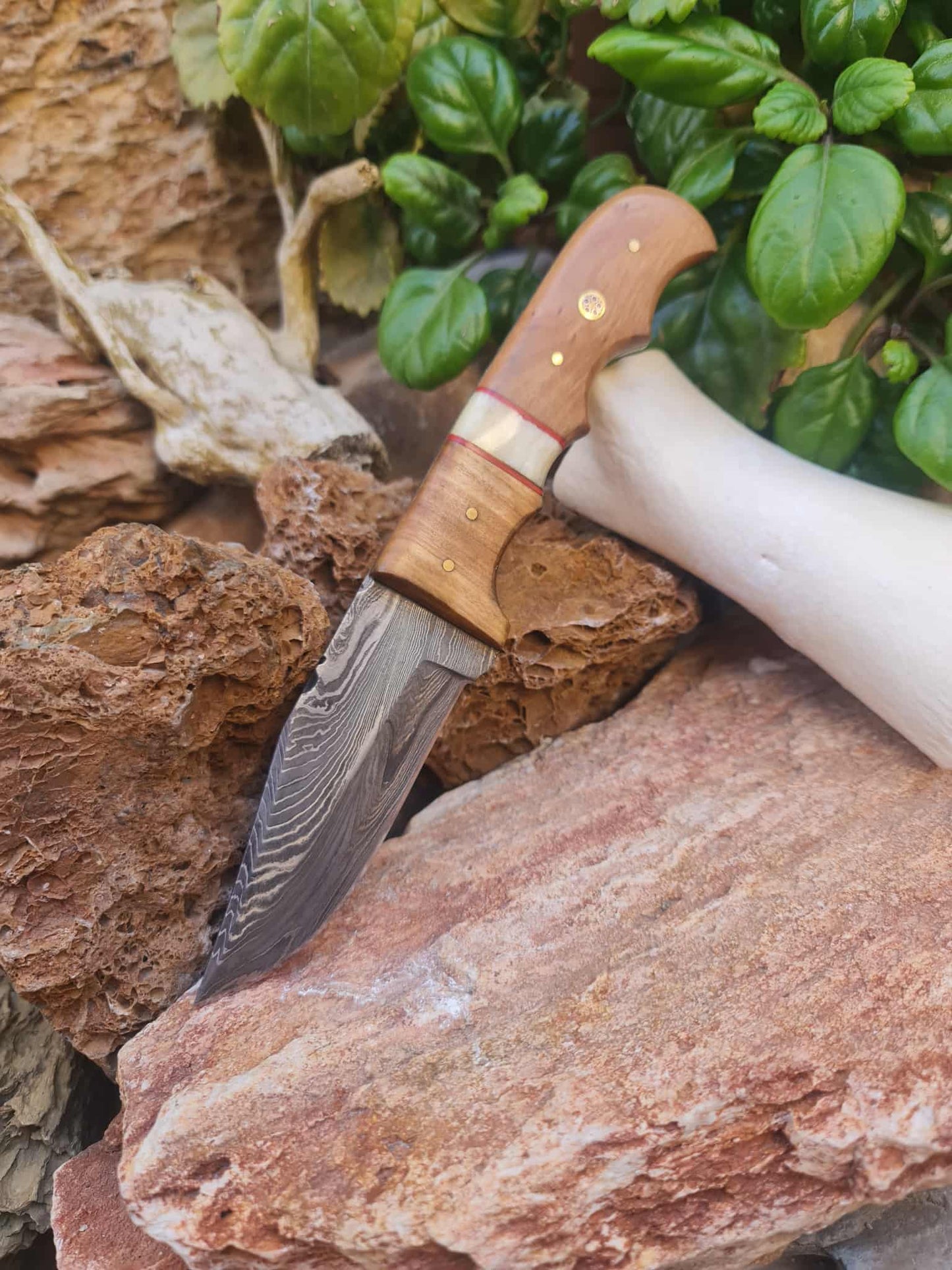 Handmade 22cm Hunting Knife with Damascus Steel - Olive wood & Camel bone