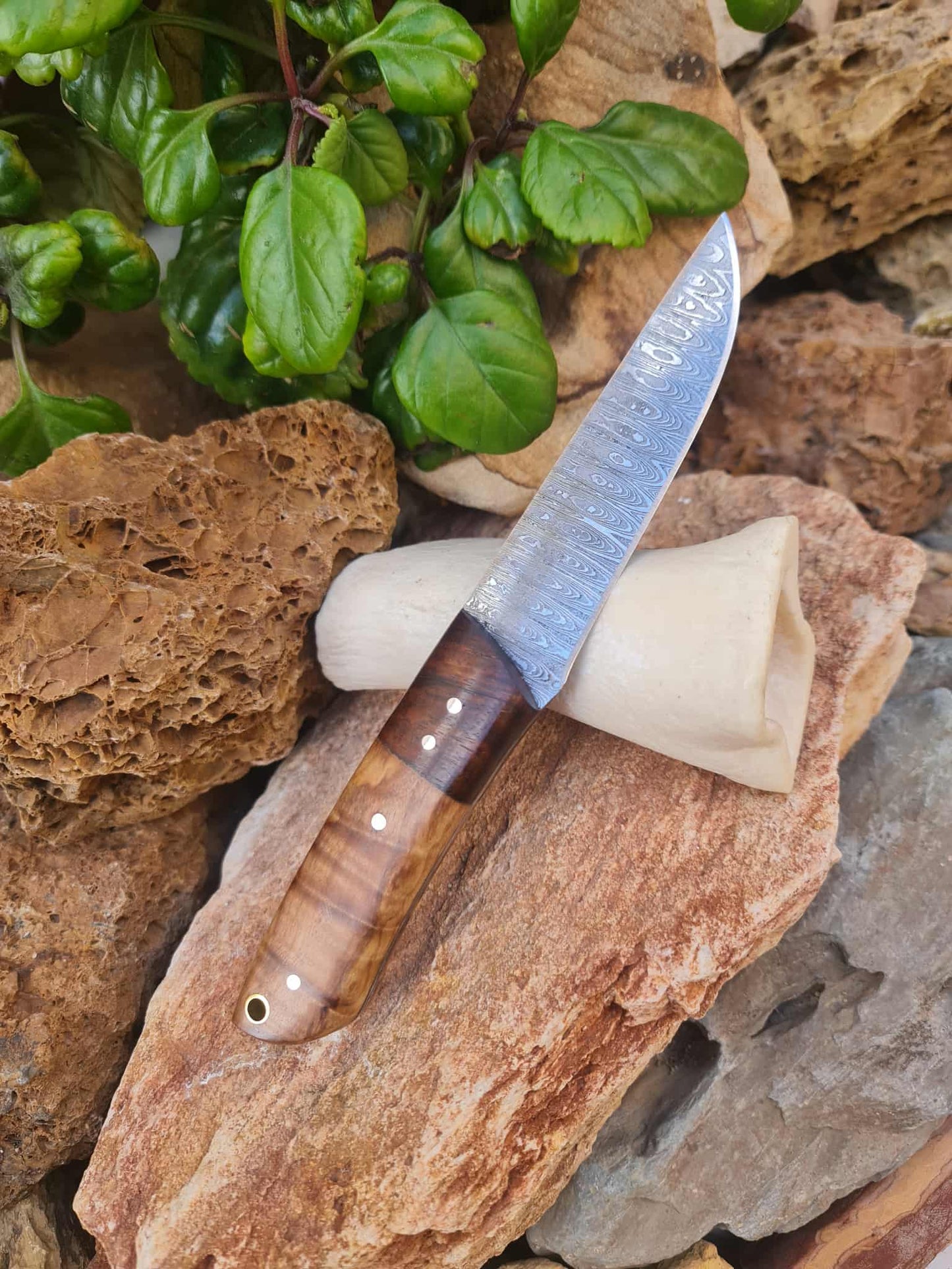 Handmade 22cm Bushcraft Knife with Damascus Steel - Olivewood & Rosewood
