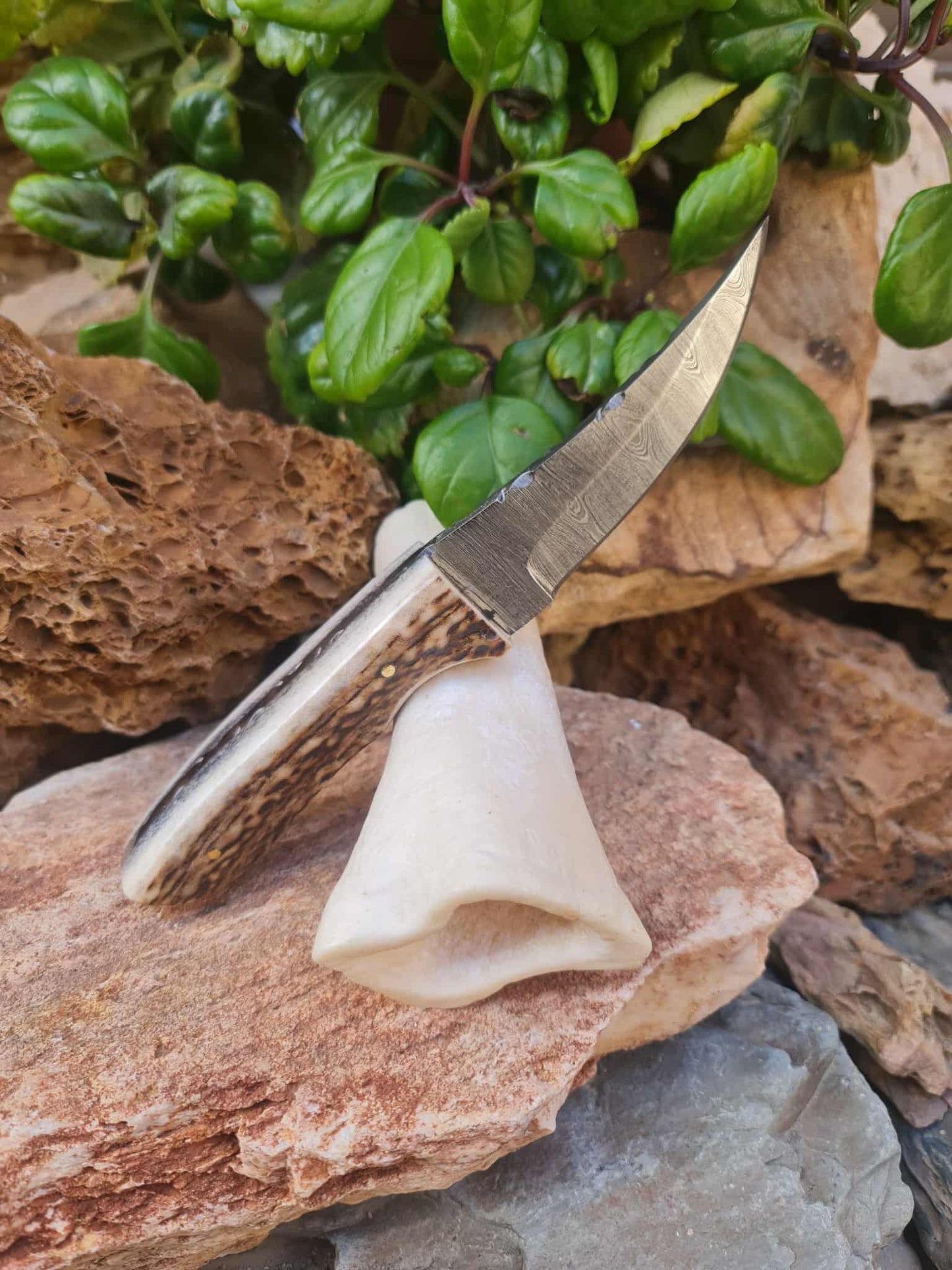 Handmade 21cm Hunting Knife with Damascus Steel & Red Deer antler