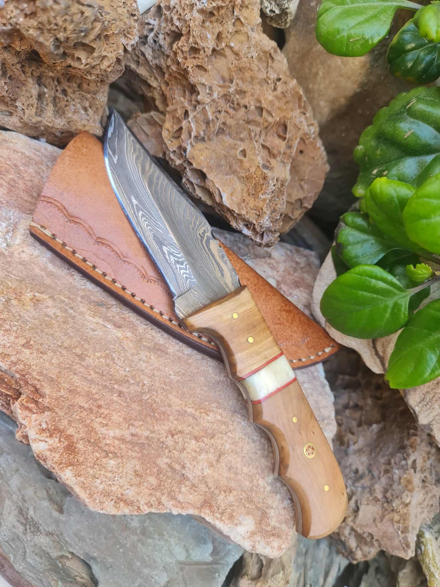 Handmade 22cm Hunting Knife with Damascus Steel - Olive wood & Camel bone