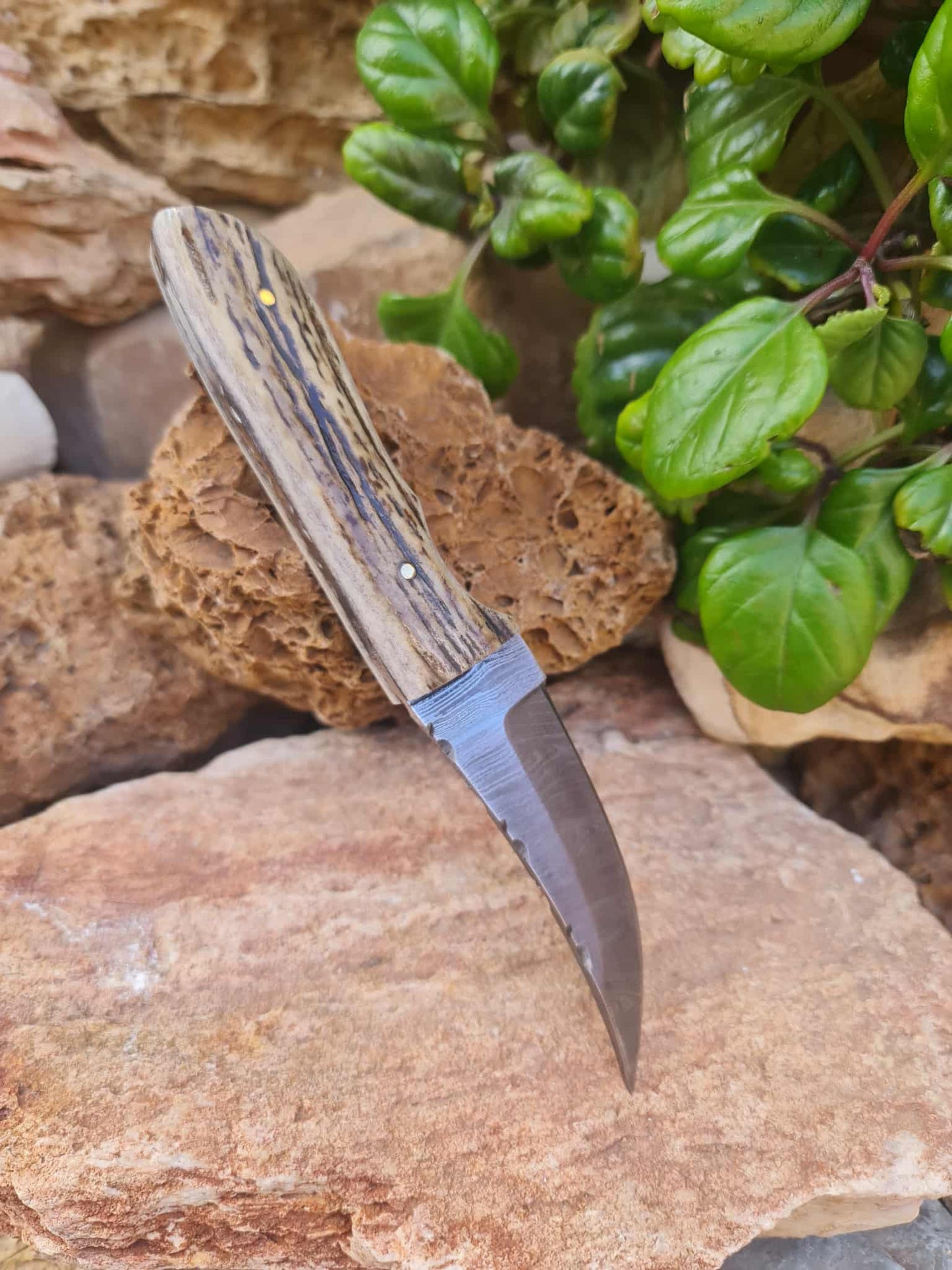 Handmade 21cm Hunting Knife with Damascus Steel & Red Deer antler