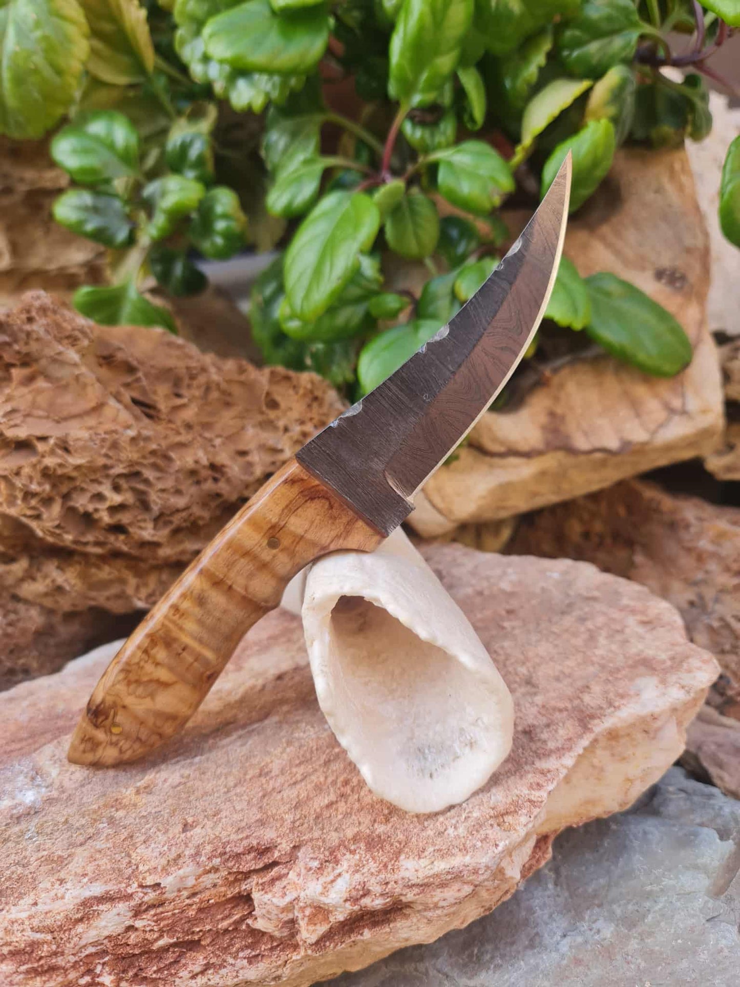 Handmade 21cm Hunting Knife with Damascus Steel & Olive wood