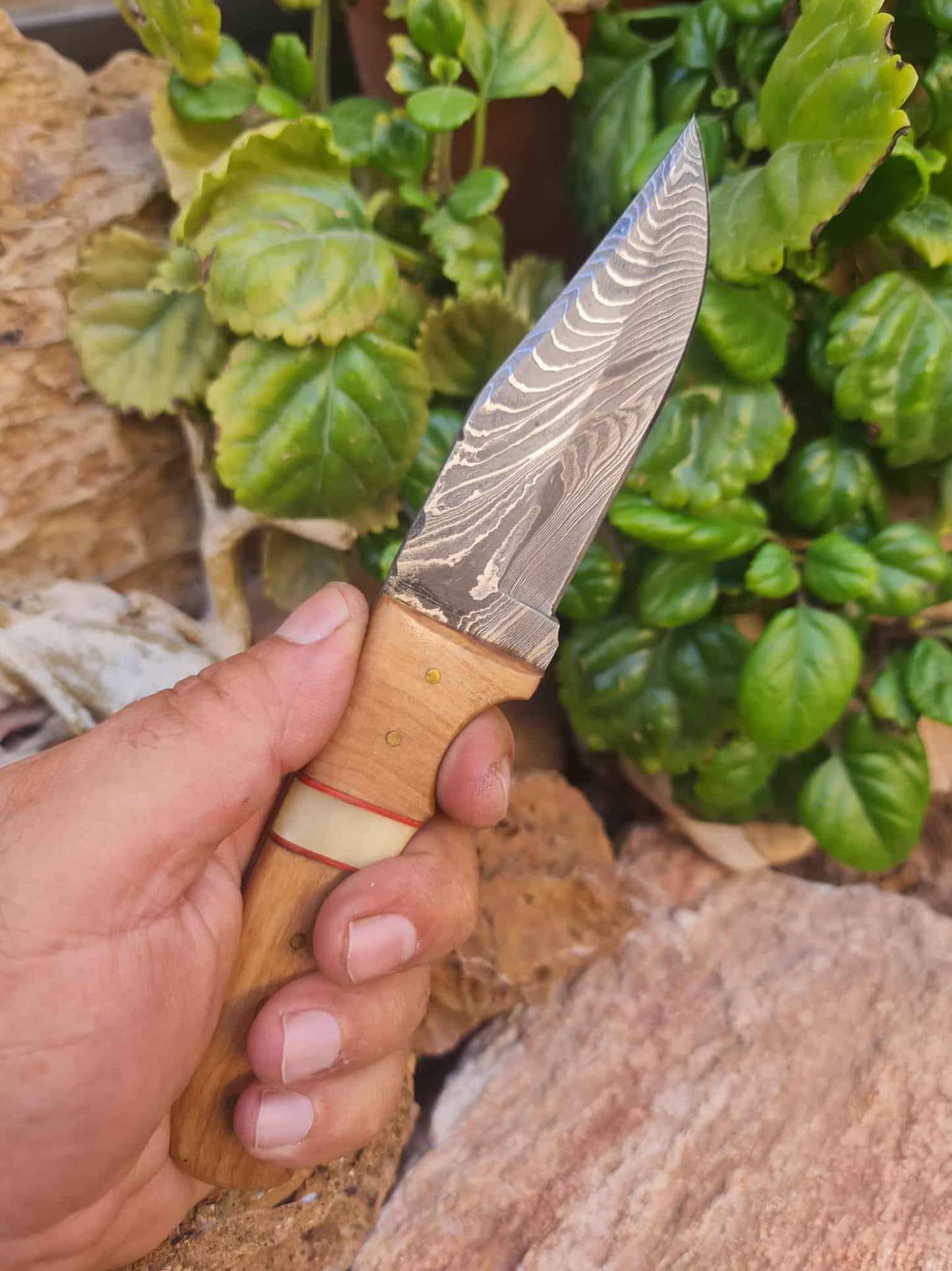 Handmade 22cm Hunting Knife with Damascus Steel - Olive wood & Camel bone