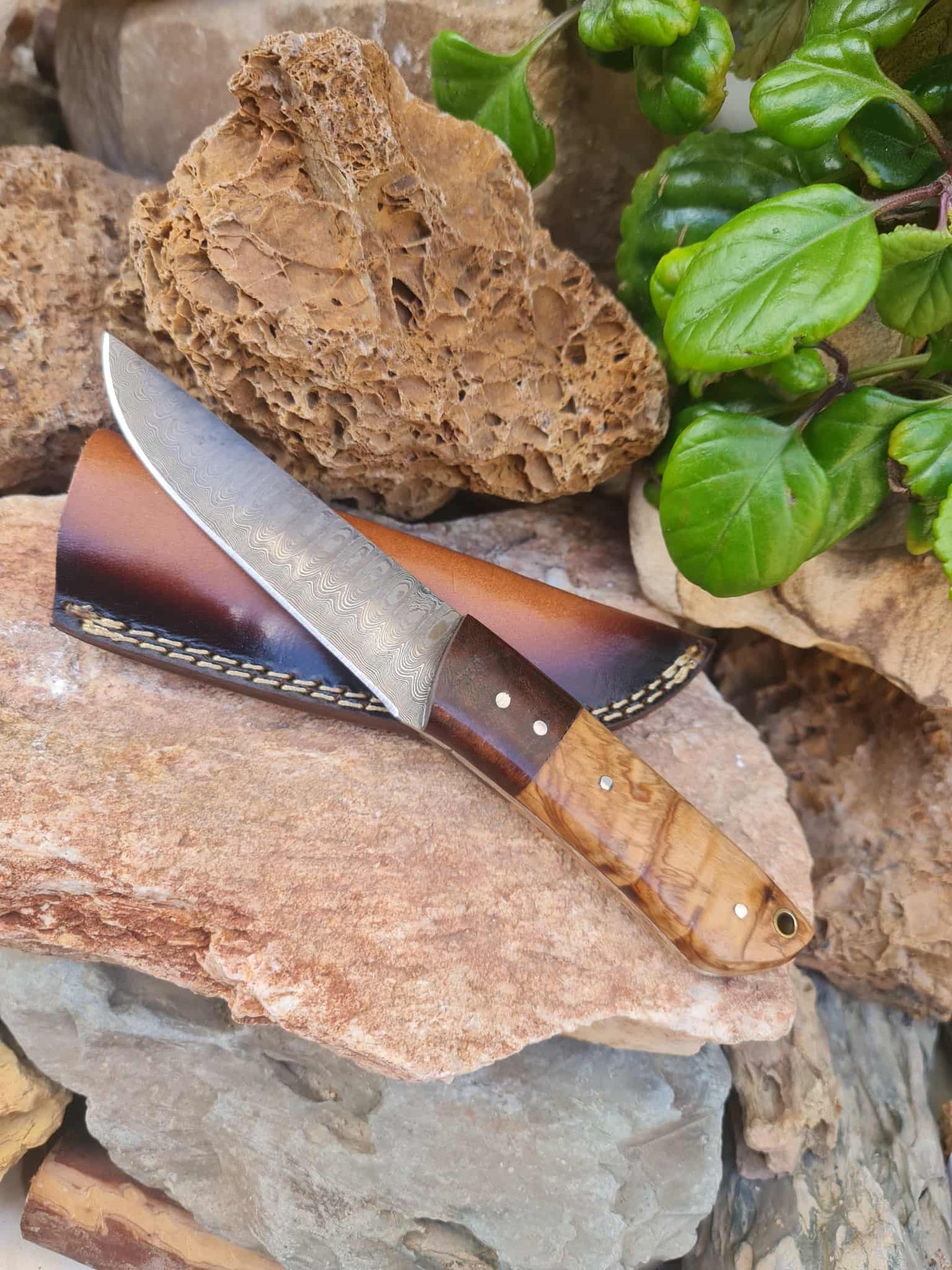 Handmade 22cm Bushcraft Knife with Damascus Steel - Olivewood & Rosewood