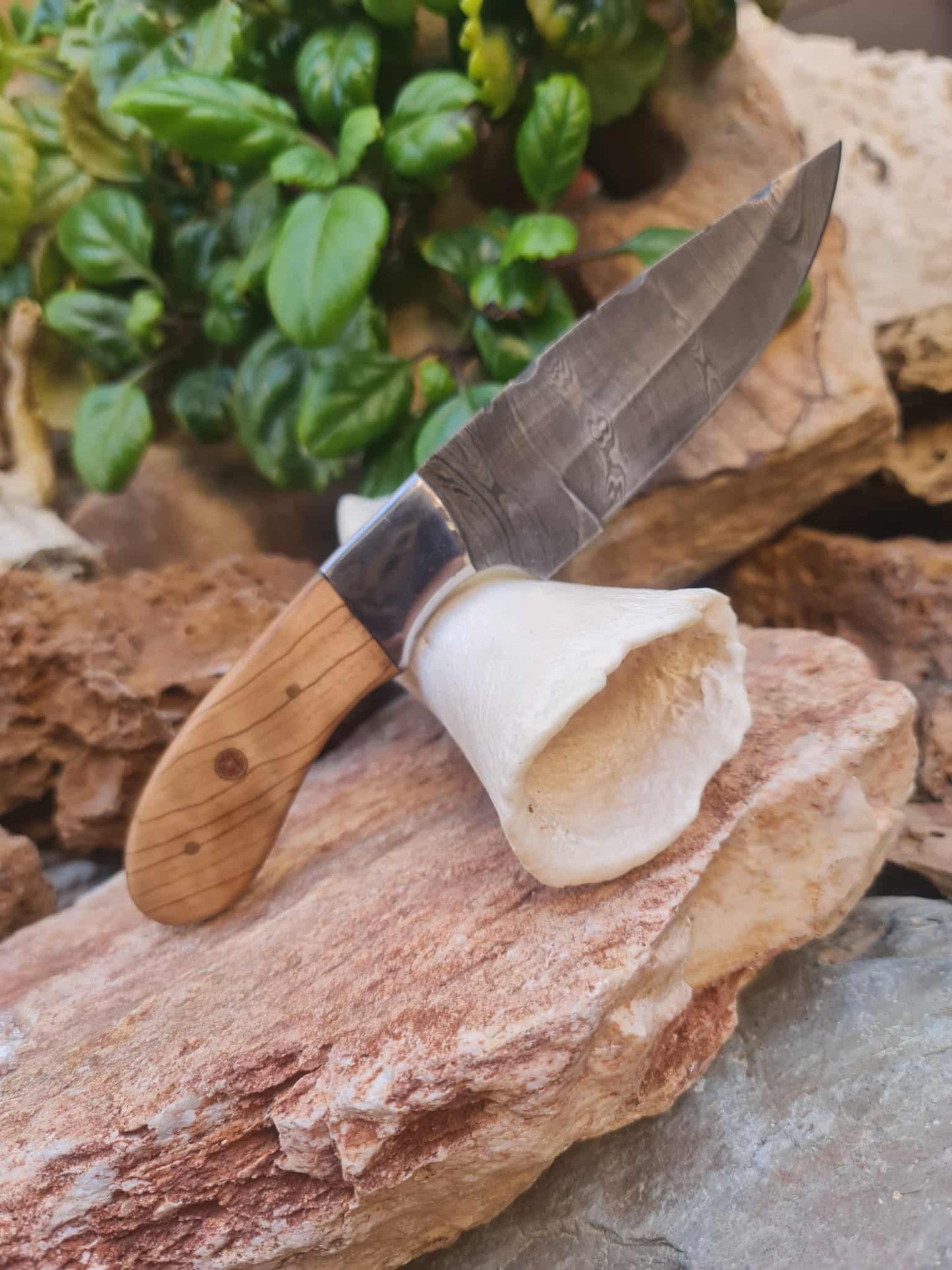 Handmade 22cm Skinner Knife with Damascus Steel - Olive wood & D2 Stainless Steel