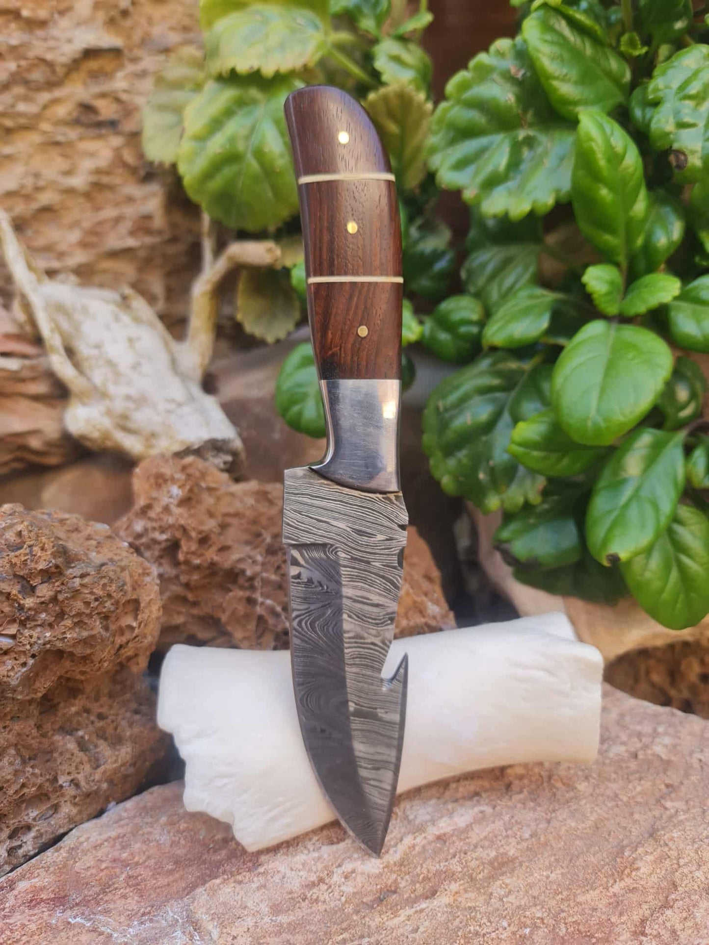 Handmade 21cm Gut hook Knife with Damascus Steel - Walnut wood & D2 Stainless Steel