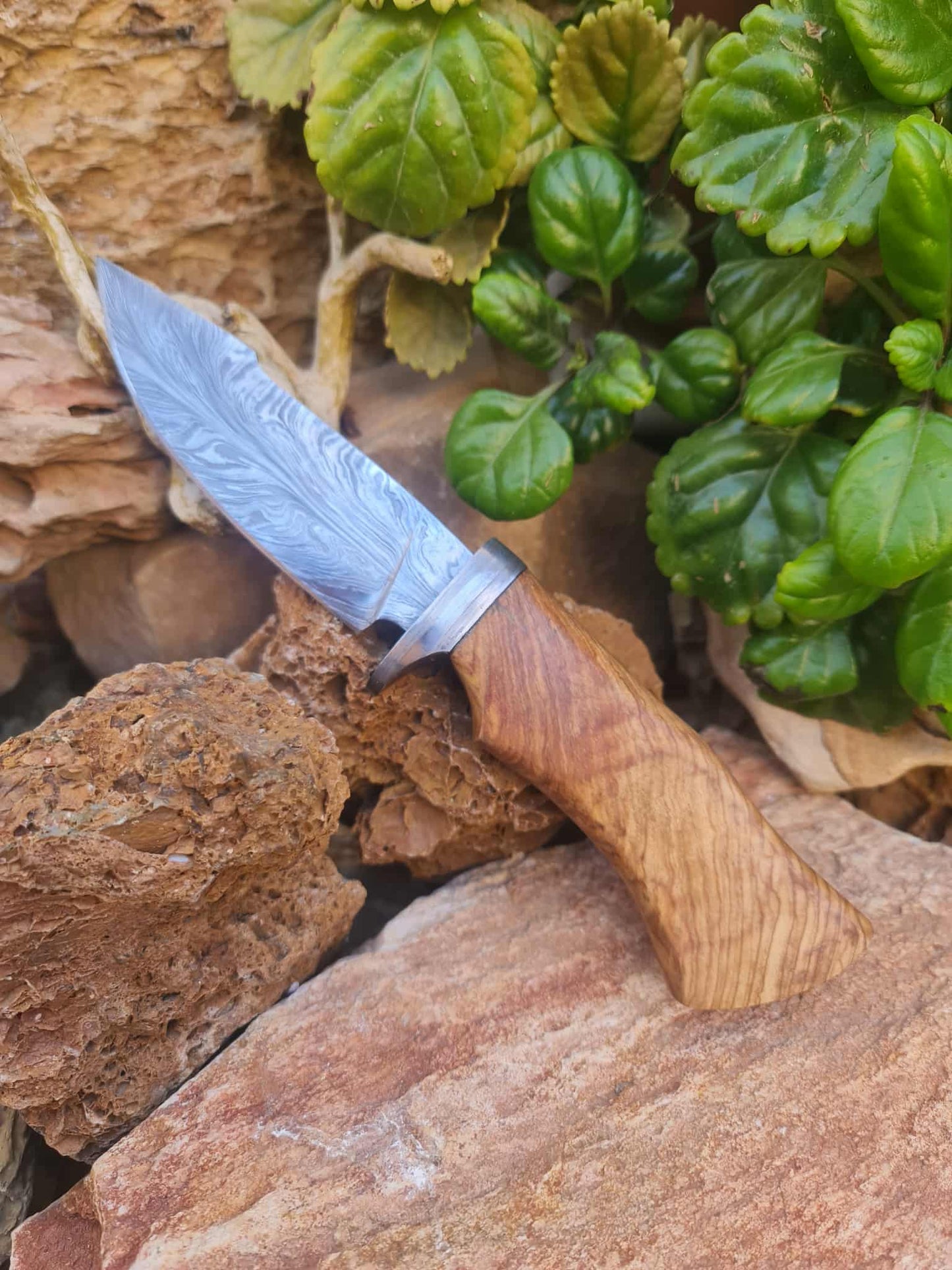 Handmade 27cm Hunting Knife with Feather Damascus Steel & Olive wood