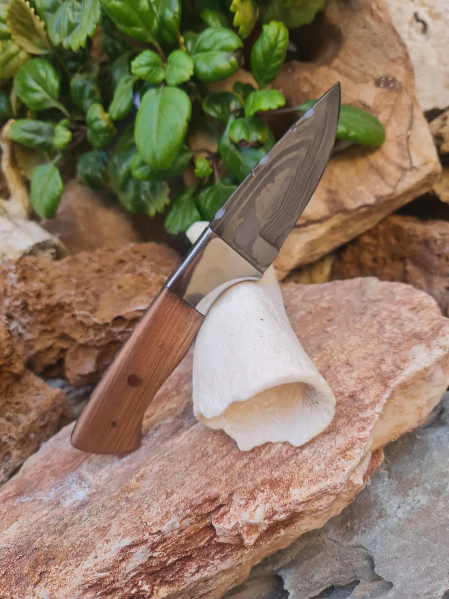 Handmade 20cm Skinner Knife with Damascus Steel - Olive wood & D2 Stainless Steel