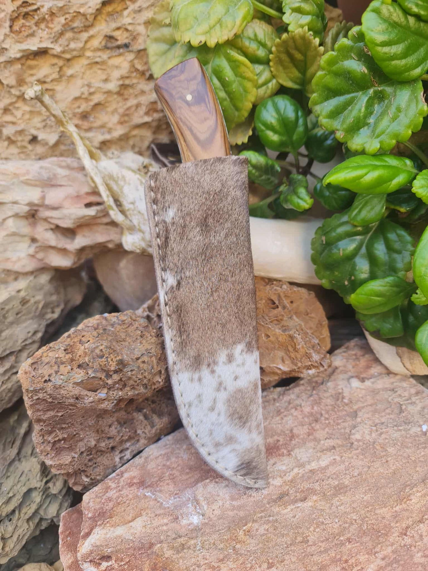 Handmade 23cm Exclusive Hunting Knife with Stainless Steel with Master Hand-Engraved & Olive wood