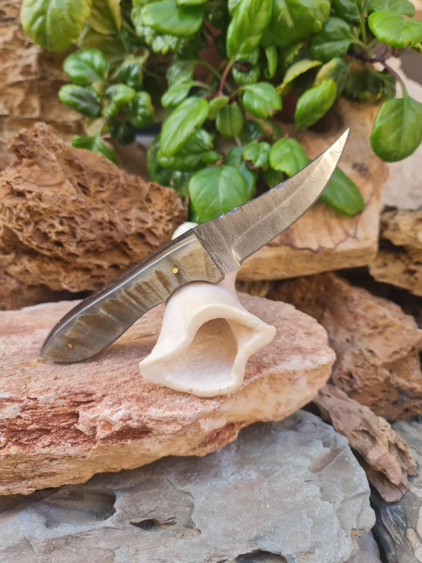 Handmade 21cm Hunting Knife with Damascus Steel & Ram Horn