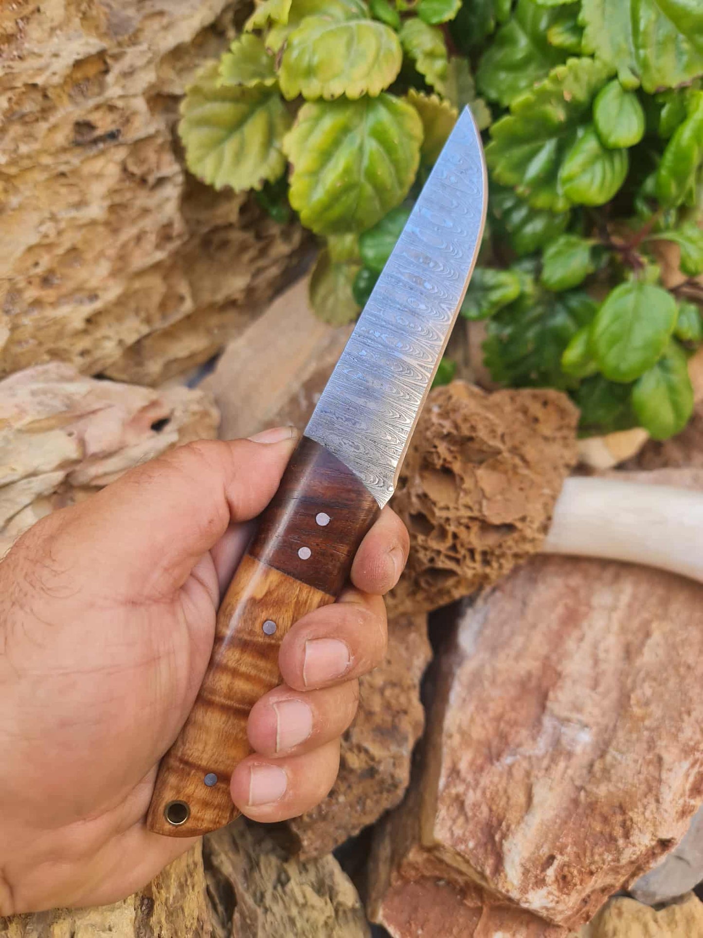Handmade 22cm Bushcraft Knife with Damascus Steel - Olivewood & Rosewood