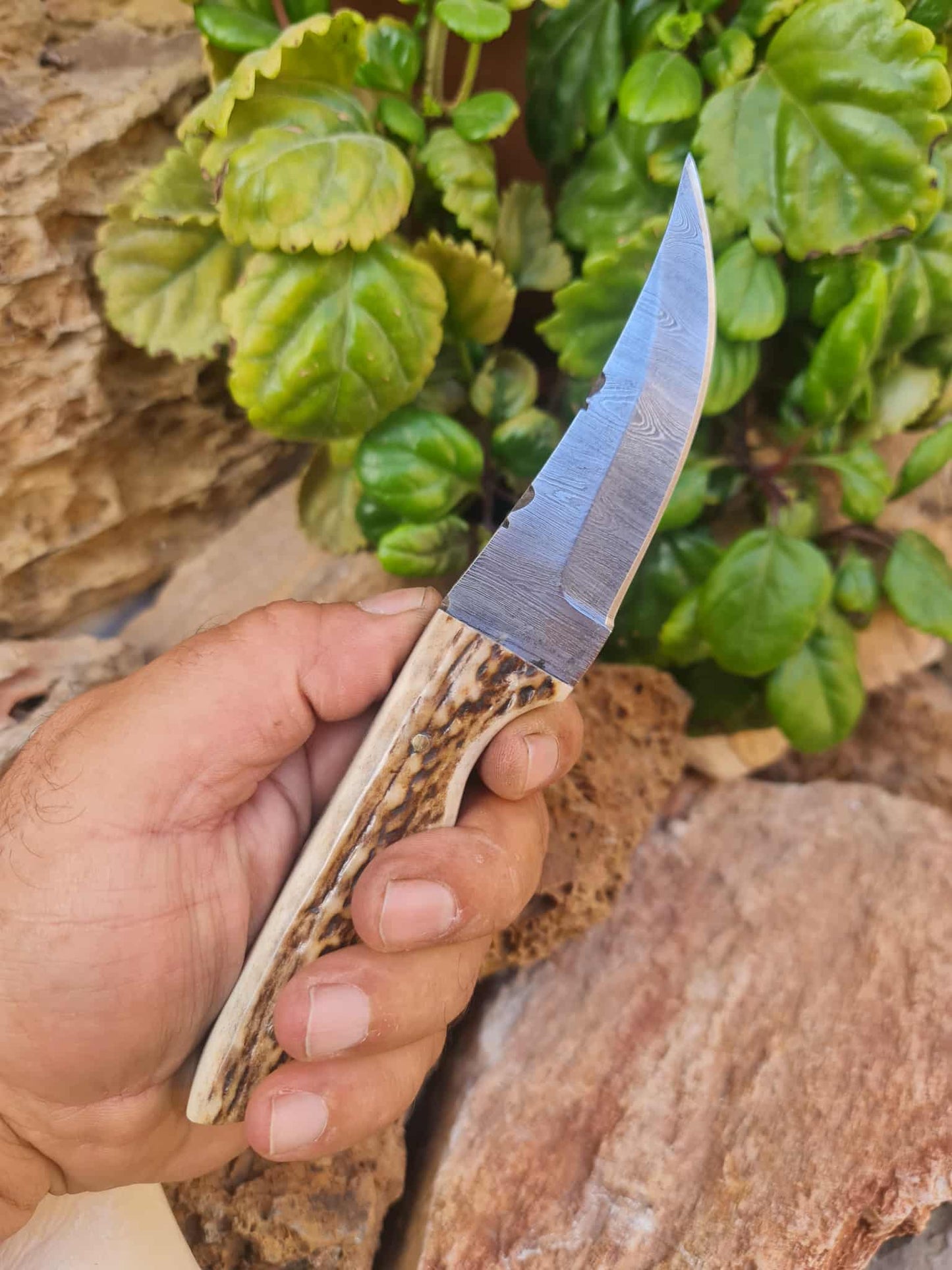 Handmade 21cm Hunting Knife with Damascus Steel & Red Deer antler